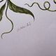 Vintage illustration. Passion flower by Merian - botanical plate
