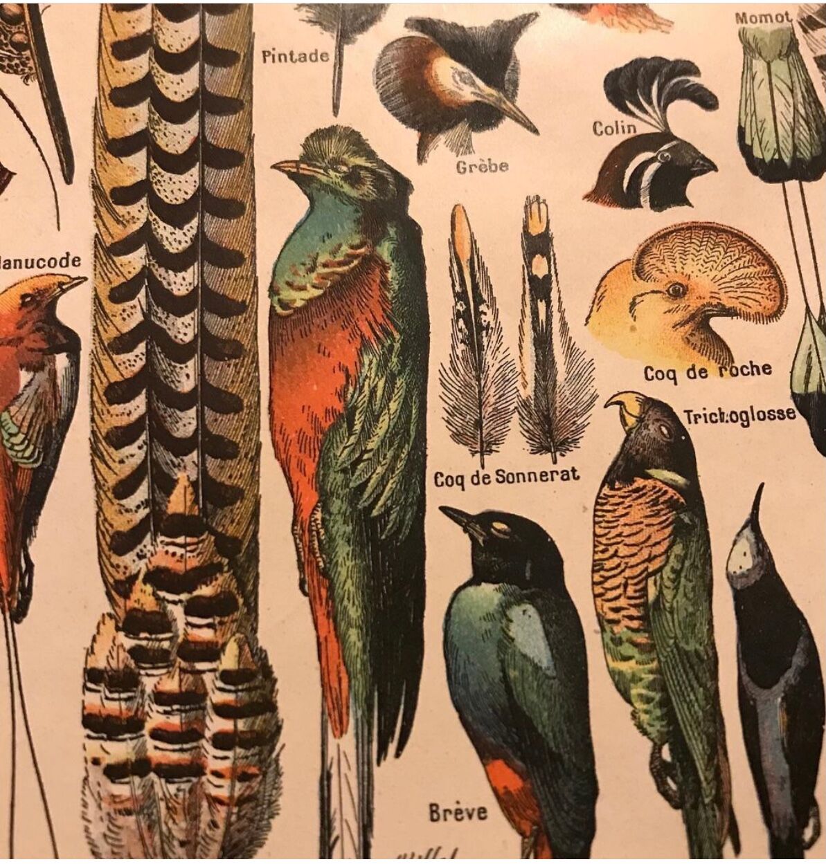 Original vintage board on feathers