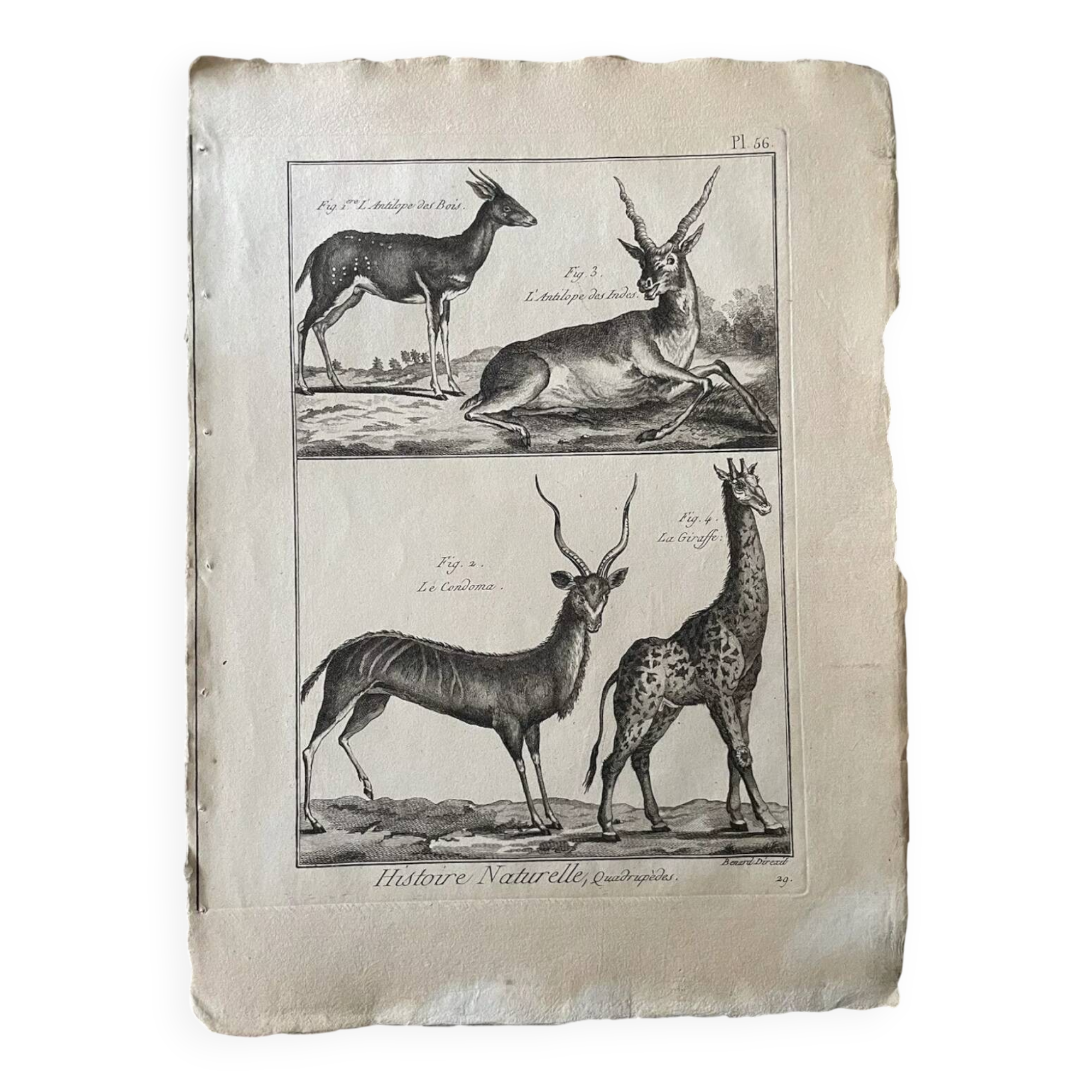 Gravure Livre ancien XVIIIe Buffon, Bonnaterre, Histoire naturelle