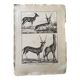 Gravure Livre ancien XVIIIe Buffon, Bonnaterre, Histoire naturelle