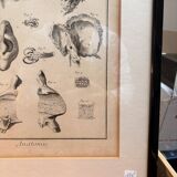 Engraving of Verney Duverney Valsava Encyclopaedia Direct Anatomy Ear