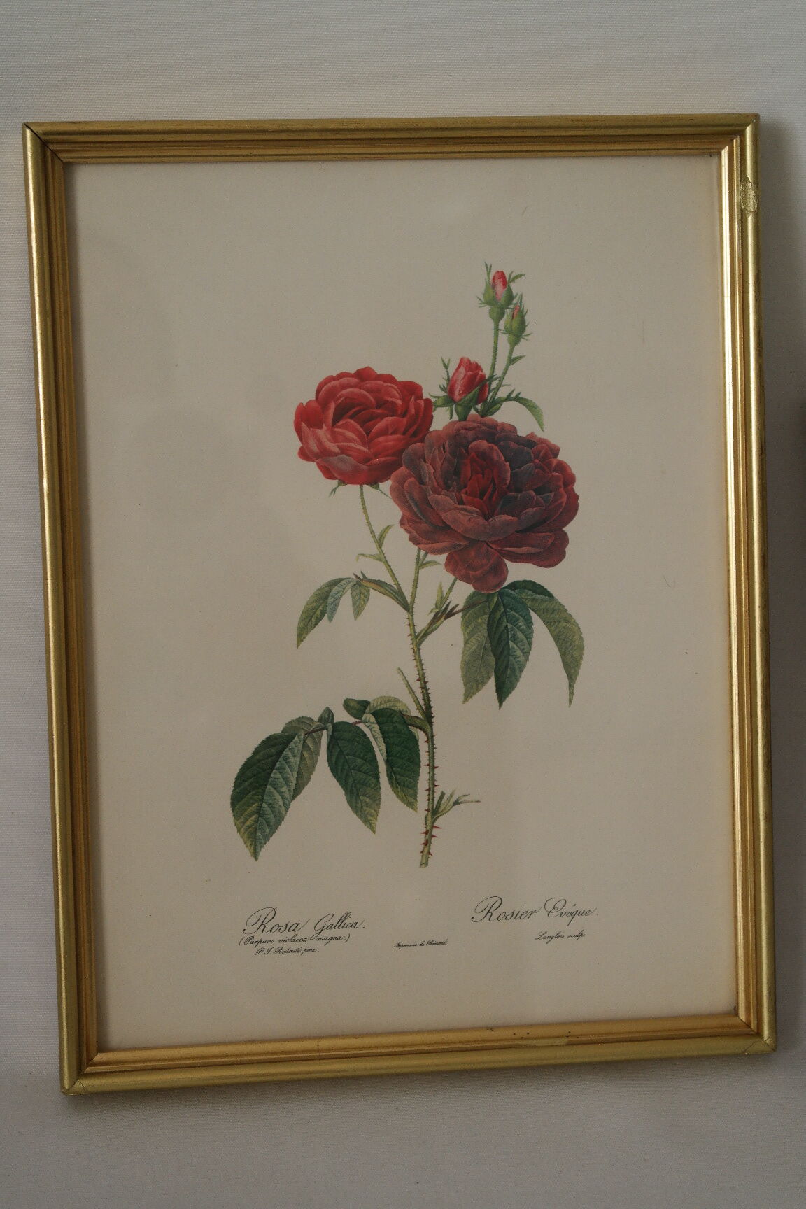 lithographies de botanique roses vintage