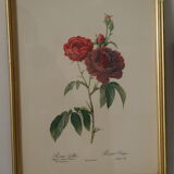 vintage pink botany lithographies
