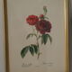 lithographies de botanique roses vintage