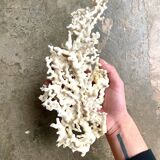 White coral