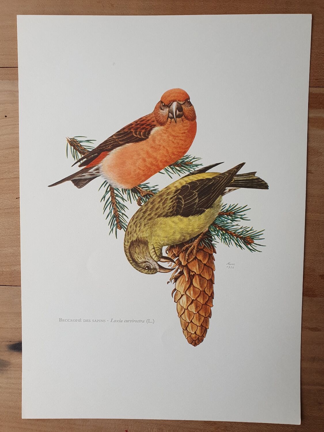 Fir crossbill bird board