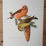 Fir crossbill bird board