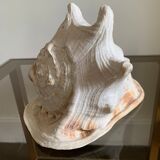 Shell horned helmet 23 cm