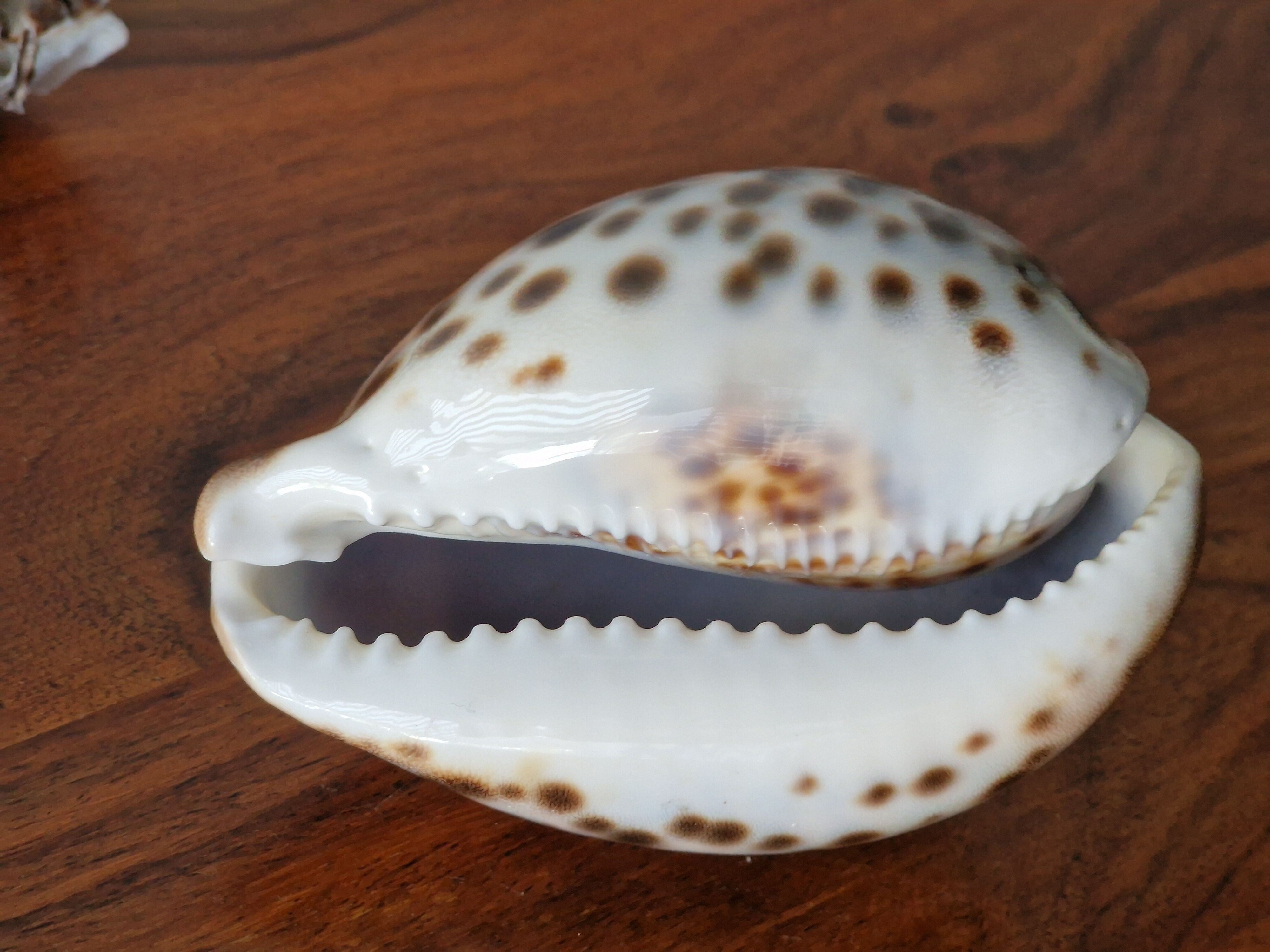 Ancient shell collection