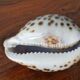 Ancient shell collection