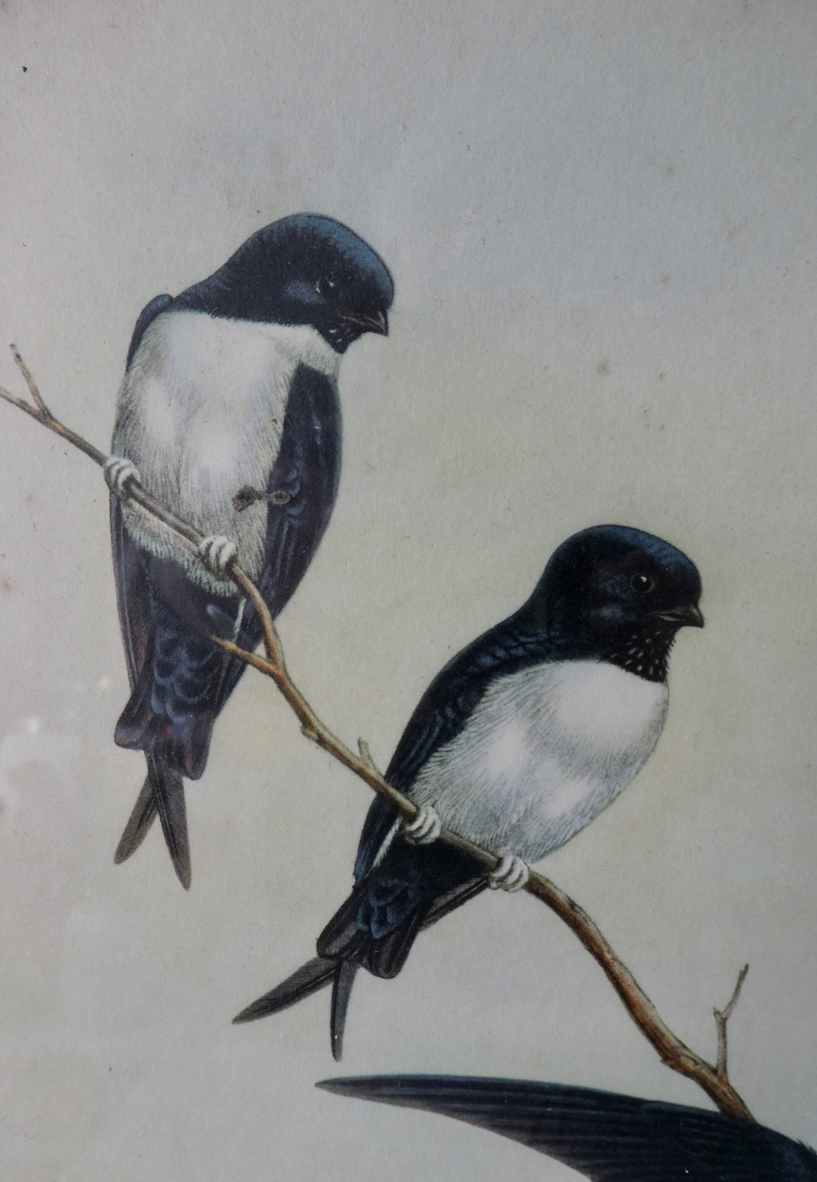 Pair of framed lithographs, birds