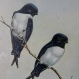 Pair of framed lithographs, birds