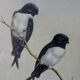 Paire de lithographies encadrées, oiseaux