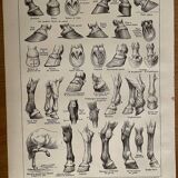 Lithographie gravure sur l'anatomie du cheval de 1921 (tête, croupe, sabots)