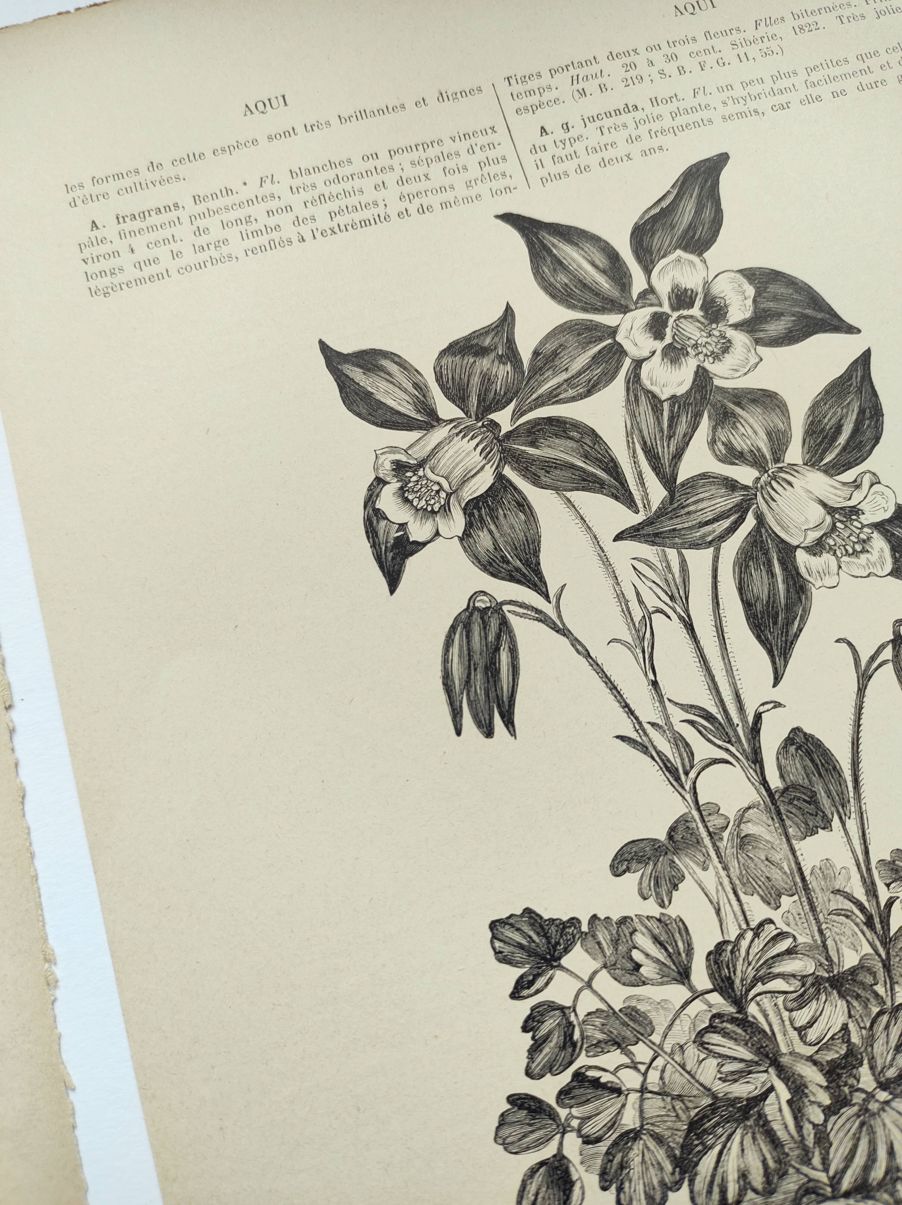 Botanical engravings from 1897 - 3 Plant Plates (1) - Old original plates including Ariséma