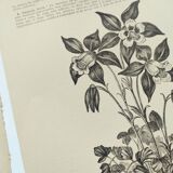 Gravures botaniques de 1897 - 3 Planches Plantes (1) - Planches originales anciennes dont Ariséma