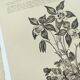 Gravures botaniques de 1897 - 3 Planches Plantes (1) - Planches originales anciennes dont Ariséma