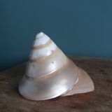 Pearly spiral cone shell