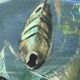 Congolese School Aquatic fauna Oil on canvas signed