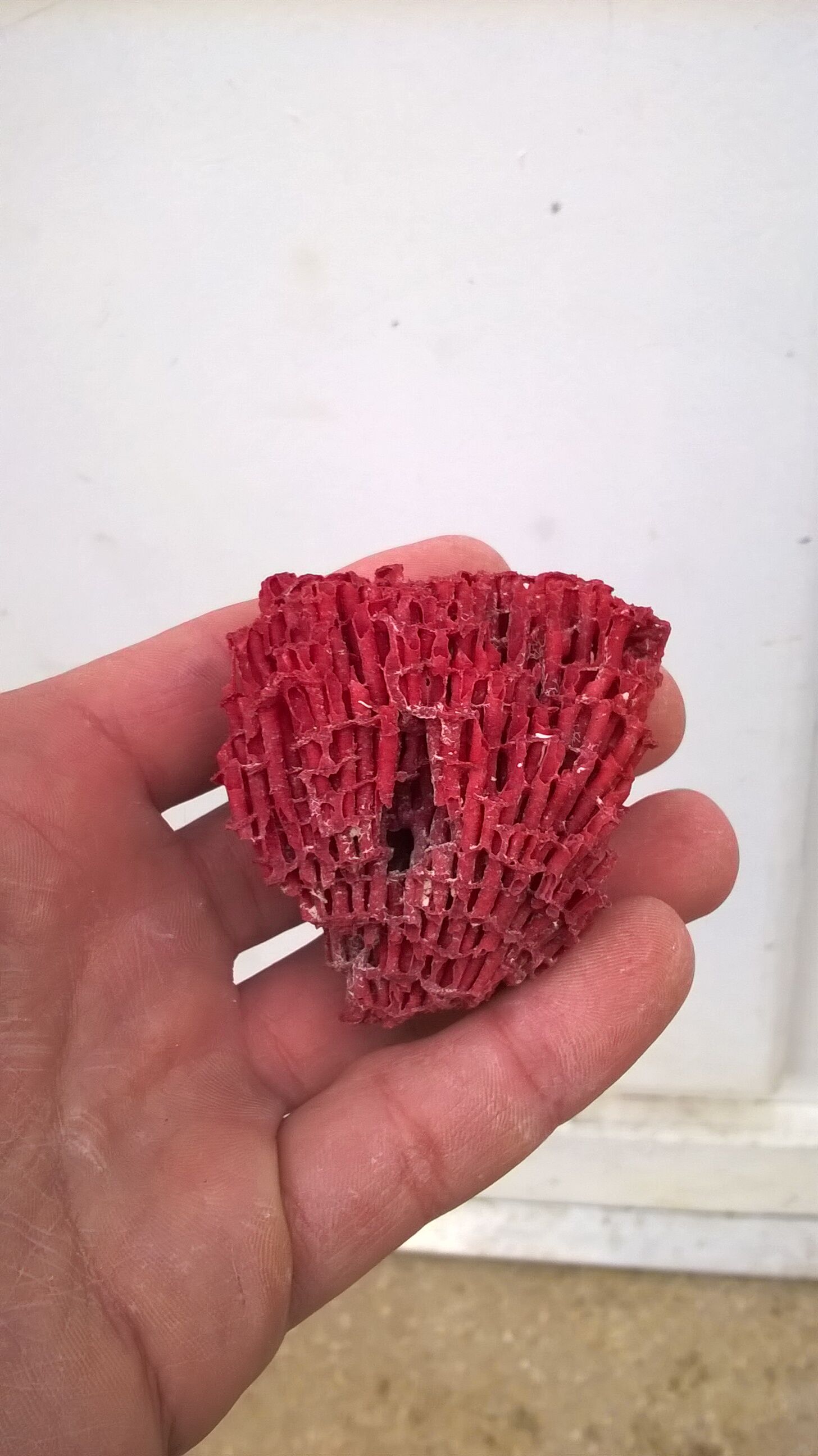 Vintage red coral duo