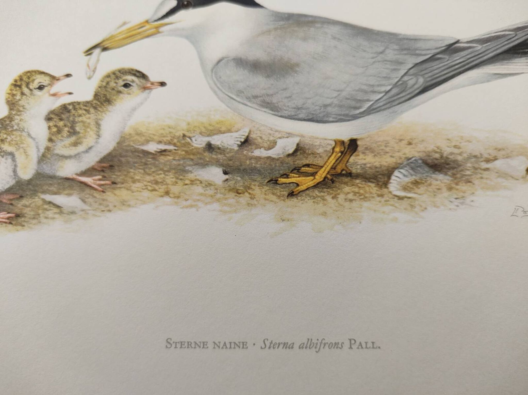 Planche ancienne ornithologie 1960 - Sterne Naine - Illustration plage mer