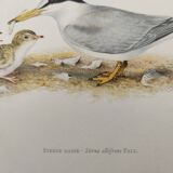 Old ornithology plate 1960 - Little Tern - Illustration beach sea