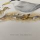 Old ornithology plate 1960 - Little Tern - Illustration beach sea