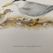 Planche ancienne ornithologie 1960 - Sterne Naine - Illustration plage mer