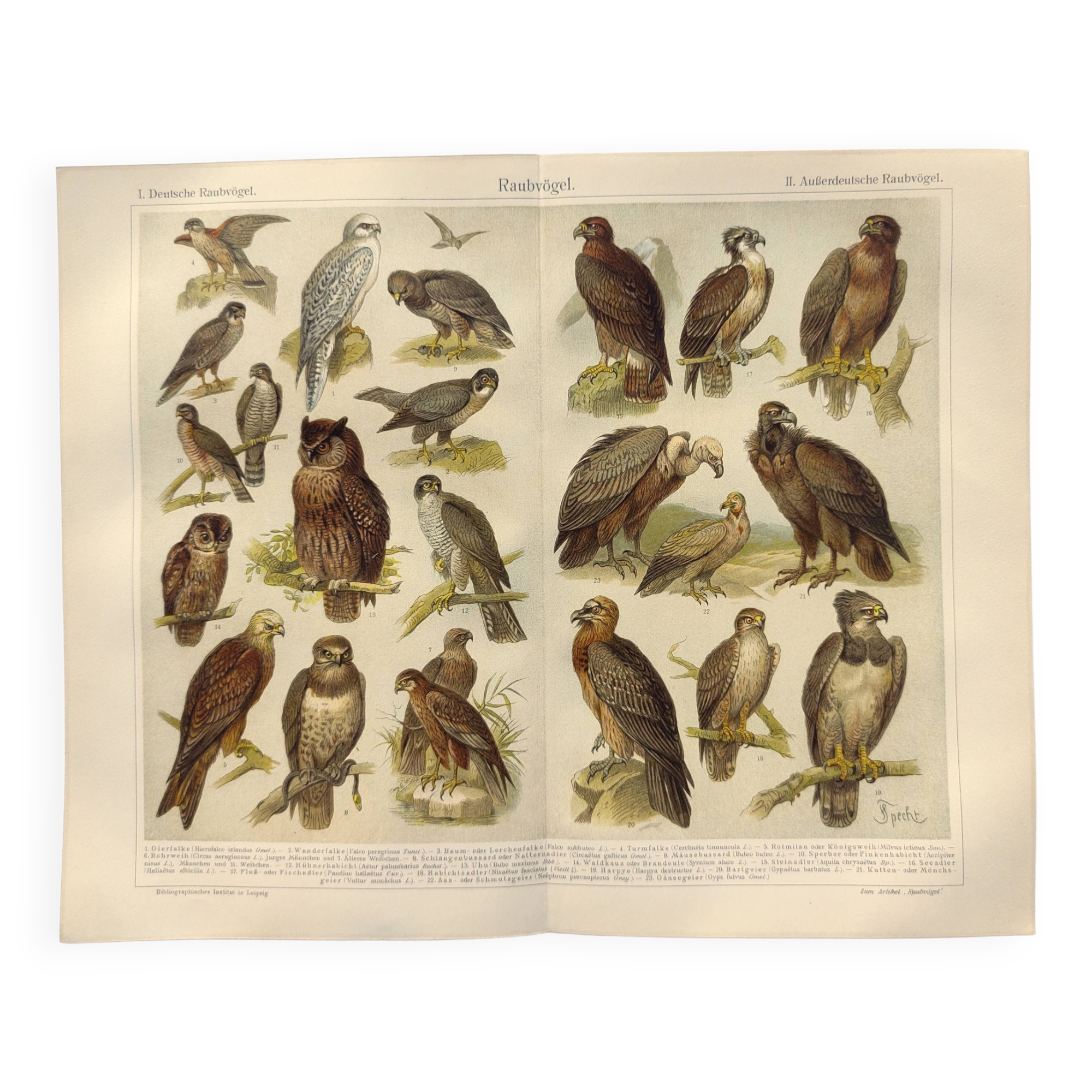 Ornithology plate from 1909 - Birds of prey - Old German zoological engraving