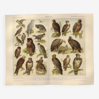Ornithology plate from 1909 - Birds of prey - Old German zoological engraving