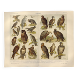 Planche ornithologie de 1909 - Oiseaux de proie - Gravure zoologique allemande ancienne