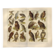 Ornithology plate from 1909 - Birds of prey - Old German zoological engraving