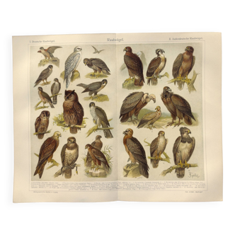 Ornithology plate from 1909 - Birds of prey - Old German zoological engraving