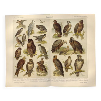 Planche ornithologie de 1909 - Oiseaux de proie - Gravure zoologique allemande ancienne