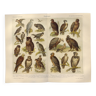 Planche ornithologie de 1909 - Oiseaux de proie - Gravure zoologique allemande ancienne