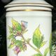 Pharmacy pot "Atropa belladona"