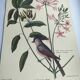 Planche vintage oiseau - Mésange huppée- Gravure ancienne ornithologique de Seligmann & Catesby, 1973