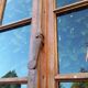 Glass window h141xl263 in oak 4 leaves