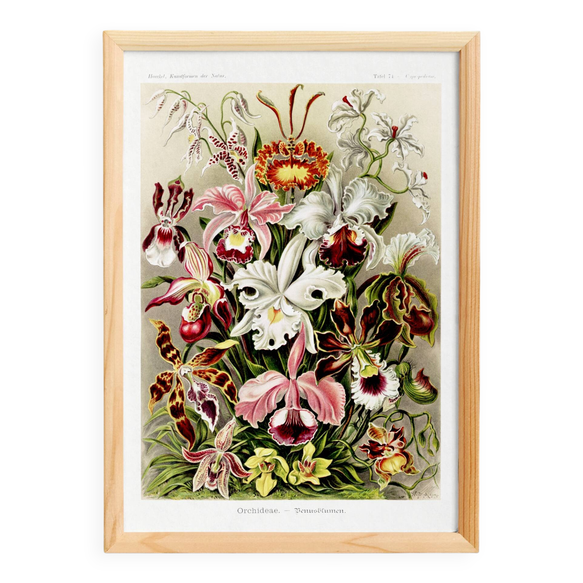 Poster about “orchids”, based on an old lithograph from 1904.