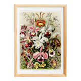 Poster about “orchids”, based on an old lithograph from 1904.