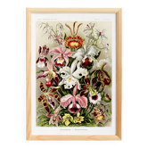 Affiche sur “les orchidées”, d’après une lithographie ancienne de 1904.