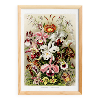 Poster about “orchids”, based on an old lithograph from 1904.
