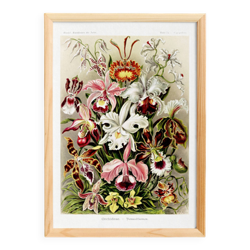 Affiche sur “les orchidées”, d’après une lithographie ancienne de 1904.
