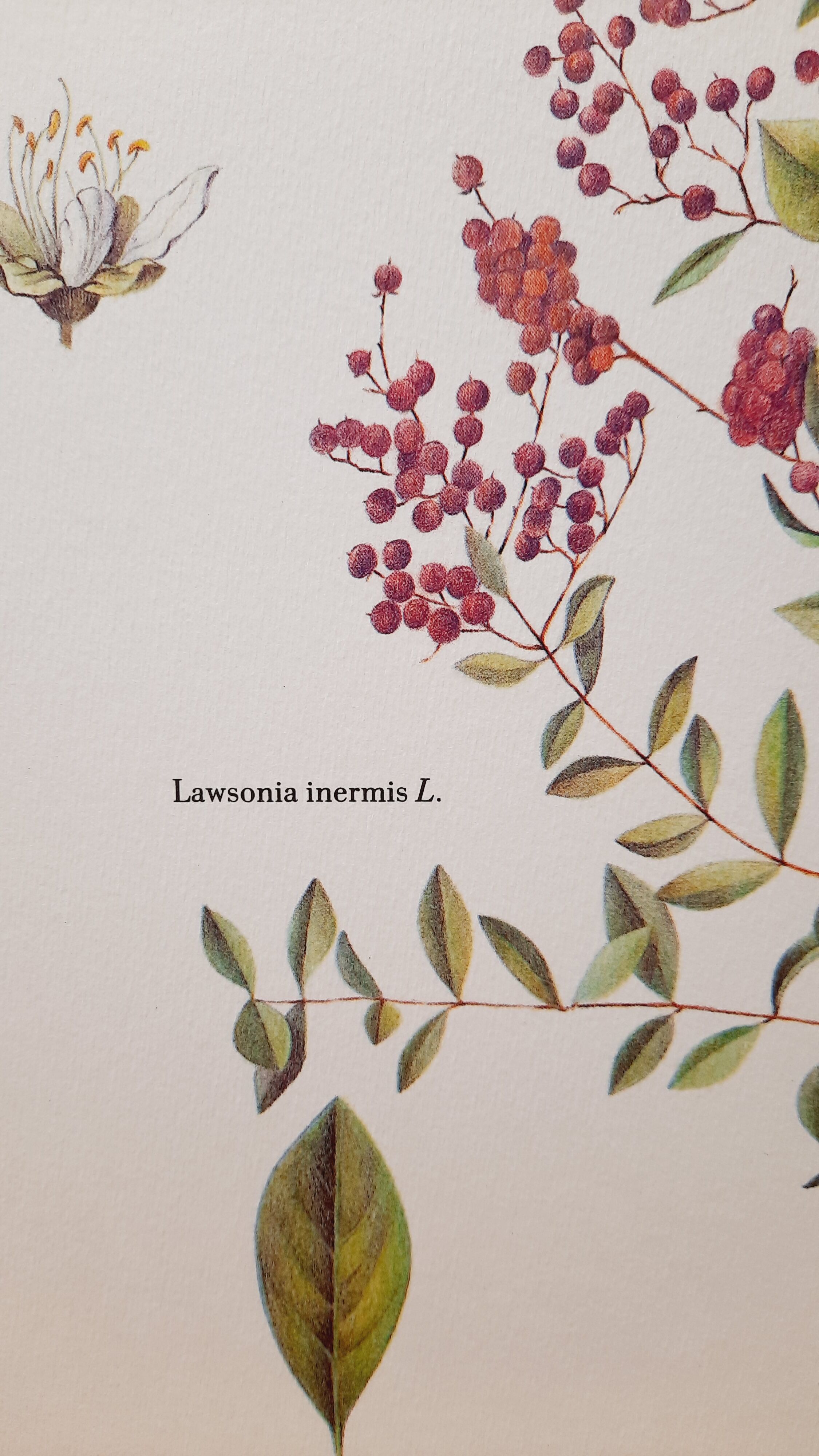 Botanical board Henna