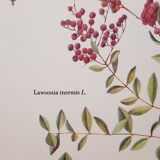 Botanical board Henna