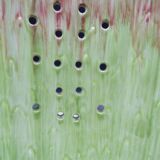 Asparagus dish in bubble