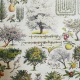 Lithographie sur les arbres fruitiers de 1928 "verger"