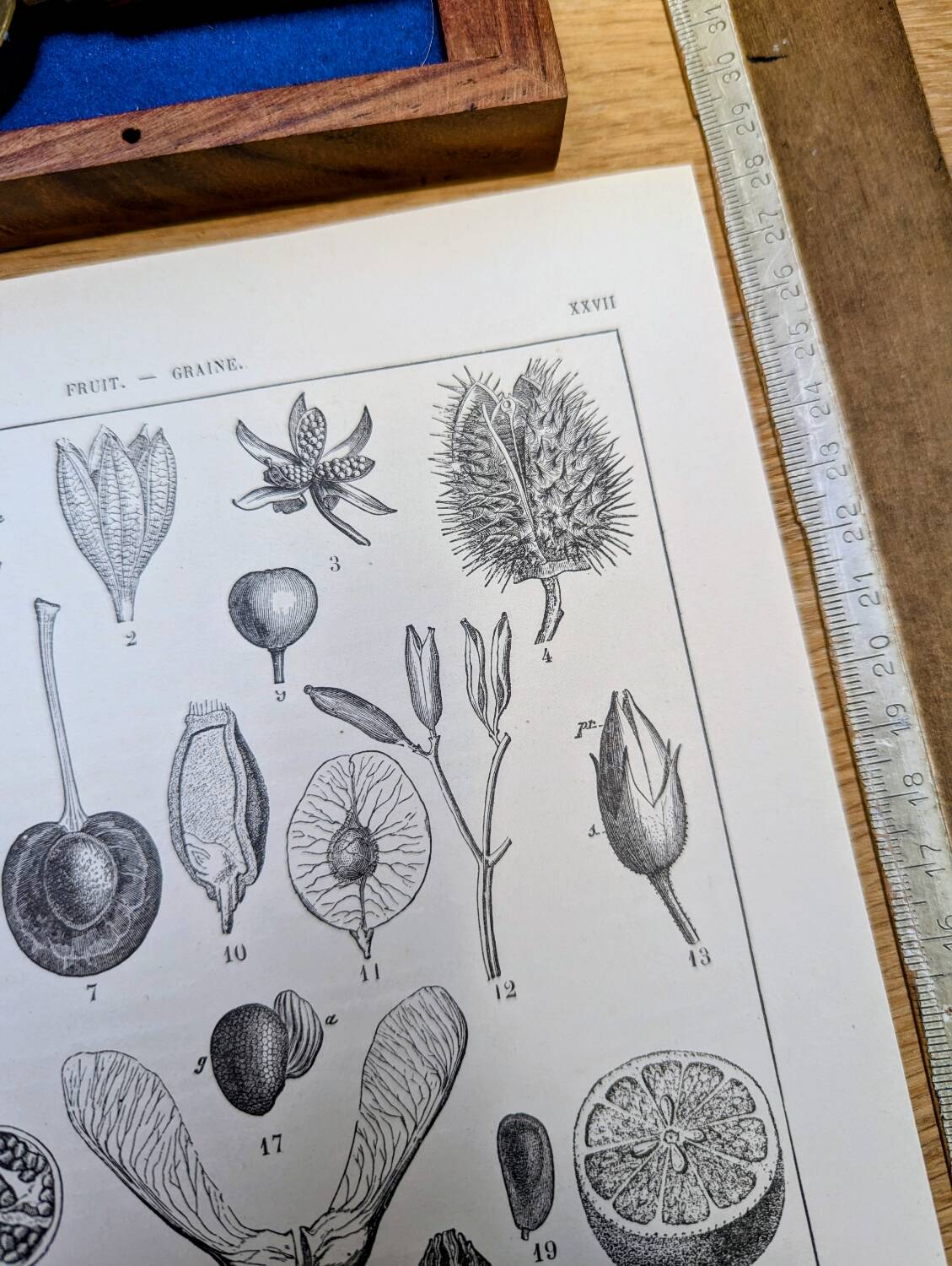 Printed in 1889, fruits and seeds. Antique botanical plate.