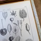 Printed in 1889, fruits and seeds. Antique botanical plate.