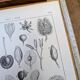 Printed in 1889, fruits and seeds. Antique botanical plate.